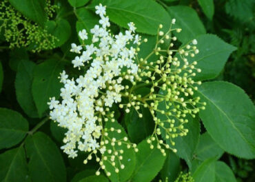 How to Grow Elderberry from Seed and Cuttings