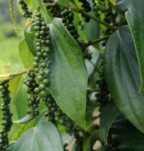 How to Grow Black Pepper at Home (Ultimate Guide)