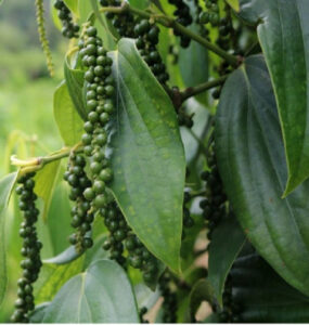 How to Grow Black Pepper at Home (Ultimate Guide)