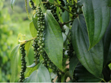 How to Grow Black Pepper at Home (Ultimate Guide)