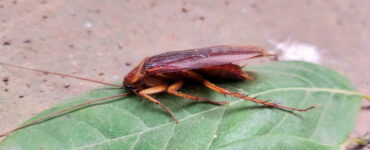 21 Natural Ways to Get Rid of Cockroaches