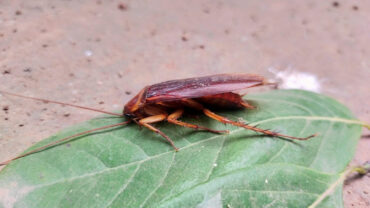 21 Natural Ways to Get Rid of Cockroaches