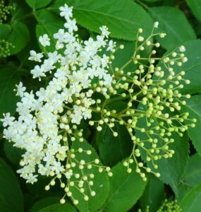 How to Grow Elderberry from Seed and Cuttings