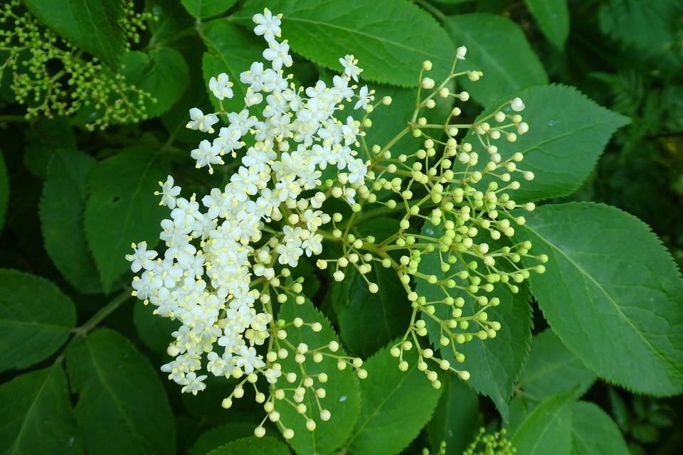 How to Grow Elderberry at Home (from Seed & Cuttings) Dre Campbell Farm
