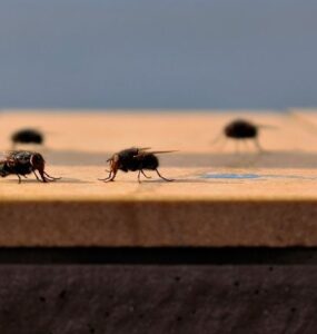 19 Natural Ways to Get Rid of Flies Inside and Outside