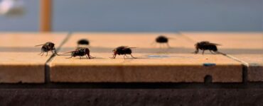 19 Natural Ways to Get Rid of Flies Inside and Outside