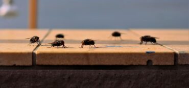 19 Natural Ways to Get Rid of Flies Inside and Outside