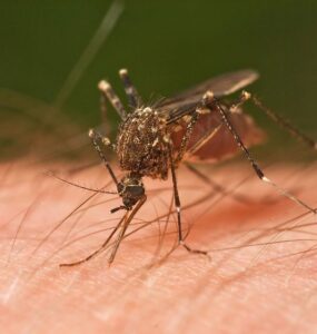 25 Natural Ways to Get Rid Of Mosquitoes Inside and Outside