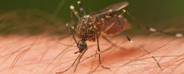 25 Natural Ways to Get Rid Of Mosquitoes Inside and Outside