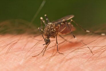 25 Natural Ways to Get Rid Of Mosquitoes Inside and Outside
