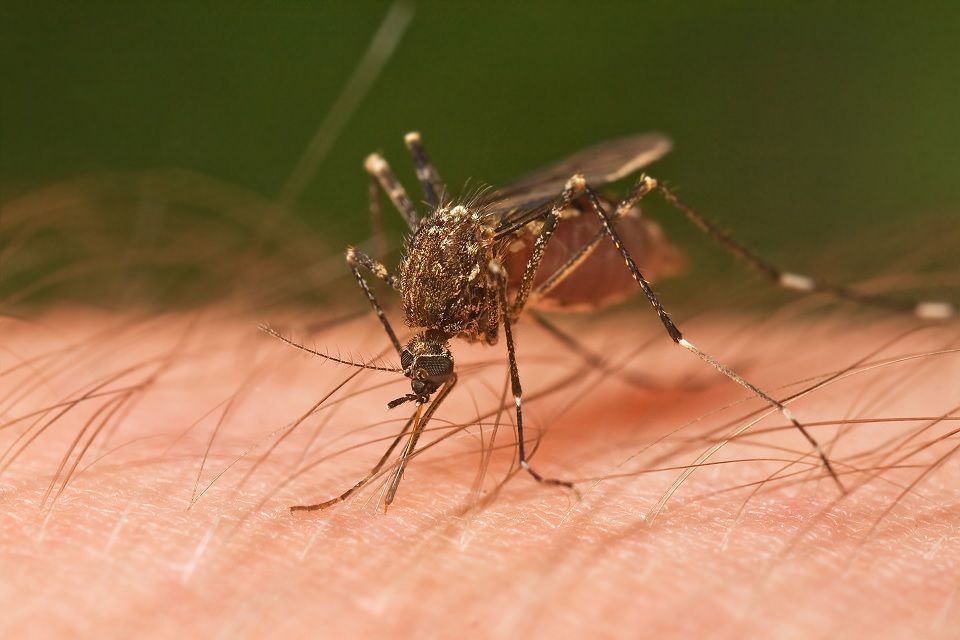 26 Natural Ways to Get Rid Of Mosquitoes Inside and Outside Dre Campbell Farm