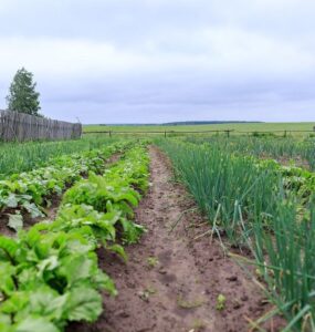 Good and Bad Onion Companion Plants