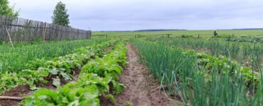 Good and Bad Onion Companion Plants