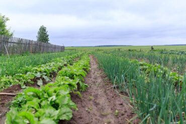 Good and Bad Onion Companion Plants