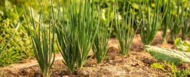 Good and Bad Onion Companion Plants