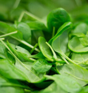 Good and Bad Spinach Companion Plants