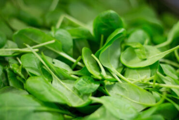 Good and Bad Spinach Companion Plants