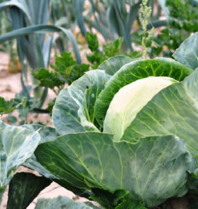 Good and Bad Cabbage Companion Plants