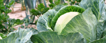 Good and Bad Cabbage Companion Plants