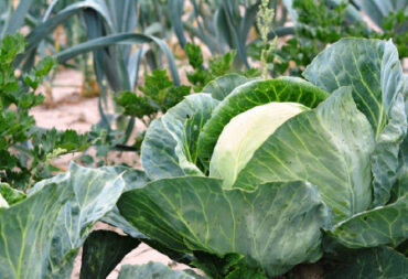 Good and Bad Cabbage Companion Plants