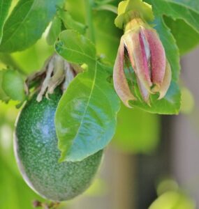 Plants That Like Alkaline Soil