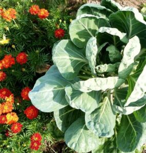 Good and Bad Cabbage Companion Plants