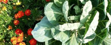 Good and Bad Cabbage Companion Plants