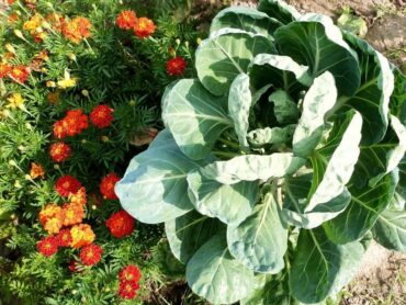 Good and Bad Cabbage Companion Plants