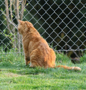 15 Natural Ways to Keep Cats Out of Garden