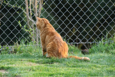 15 Natural Ways to Keep Cats Out of Garden