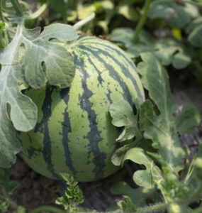 Good and Bad Companion Plants for Watermelon