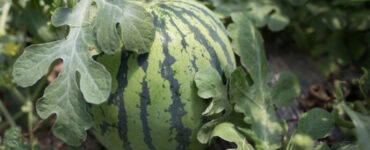 Good and Bad Companion Plants for Watermelon