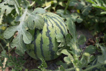 Good and Bad Companion Plants for Watermelon