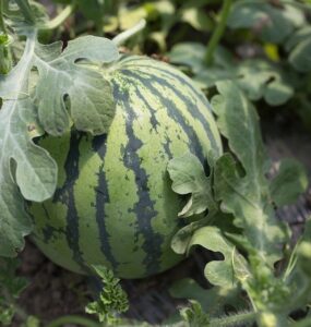 Good and Bad Companion Plants for Watermelon