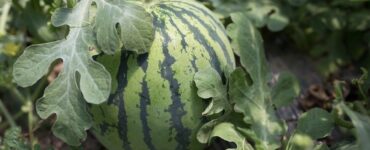 Good and Bad Companion Plants for Watermelon
