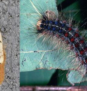 12 Natural Way to Get Rid of Gypsy Moths