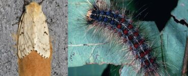 12 Natural Way to Get Rid of Gypsy Moths