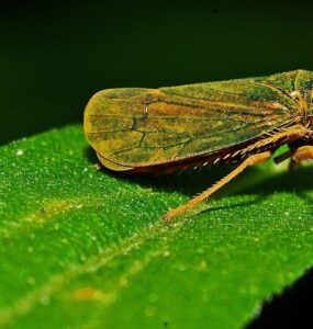 11 Natural Ways to Get Rid of Leafhoppers