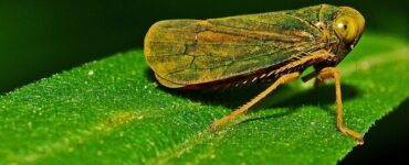 11 Natural Ways to Get Rid of Leafhoppers