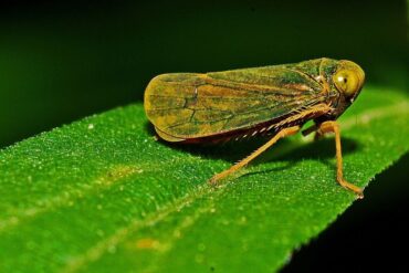 11 Natural Ways to Get Rid of Leafhoppers