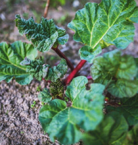 Good and Bad Rhubarb Companion Plants