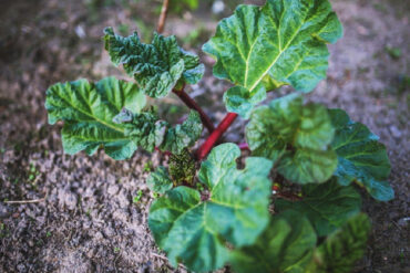 Good and Bad Rhubarb Companion Plants