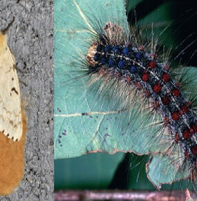 12 Natural Way to Get Rid of Gypsy Moths