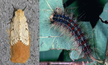 12 Natural Way to Get Rid of Gypsy Moths