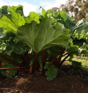 Good and Bad Rhubarb Companion Plants