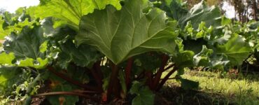 Good and Bad Rhubarb Companion Plants