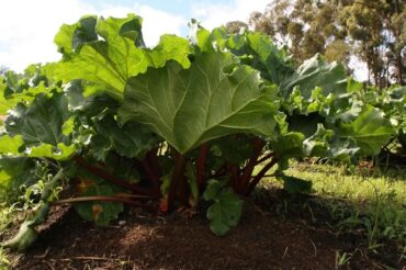 Good and Bad Rhubarb Companion Plants