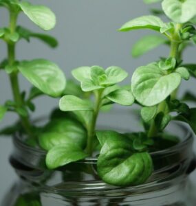 50 Plants You Can Grow in Water