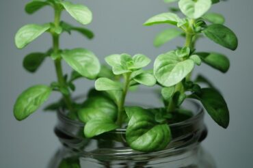 50 Plants You Can Grow in Water