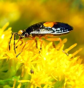 Minute Pirate Bug Garden Benefits & How to Attract Them